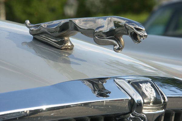 Jaguarträff vid Brostugan 3 juni 2010