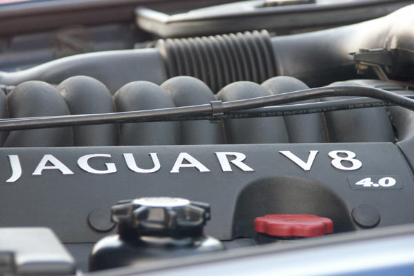 Jaguarträff vid Brostugan 5 maj 2011