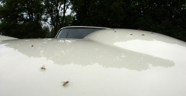 Jaguarklubbens sommarmöte, Aronsborg, aug 2012