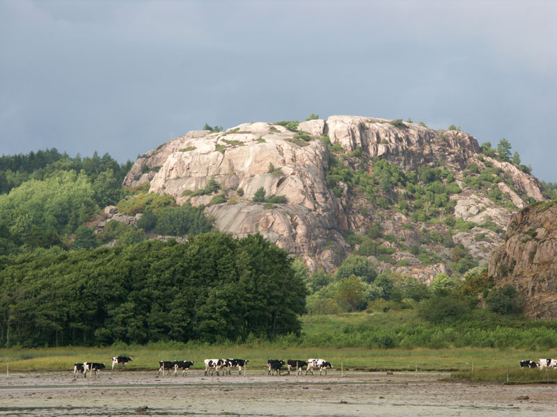 Jaguarklubbens sommarmöte, Vann, aug 2013