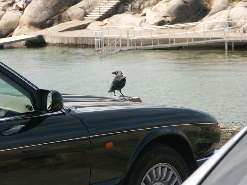 Jaguarklubbens sommarmöte, Vann, aug 2013